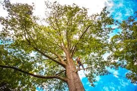 Reliable Sunrise, FL Tree Care Services Solutions