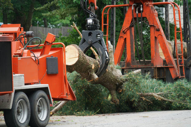 How Our Tree Care Process Works  in  Sunrise, FL